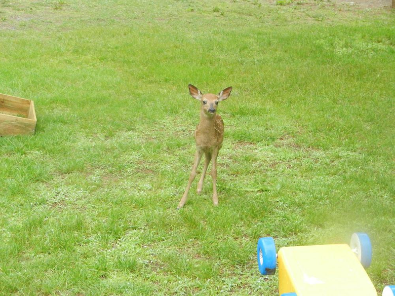 Illustration for article titled Fawn on my Lawn